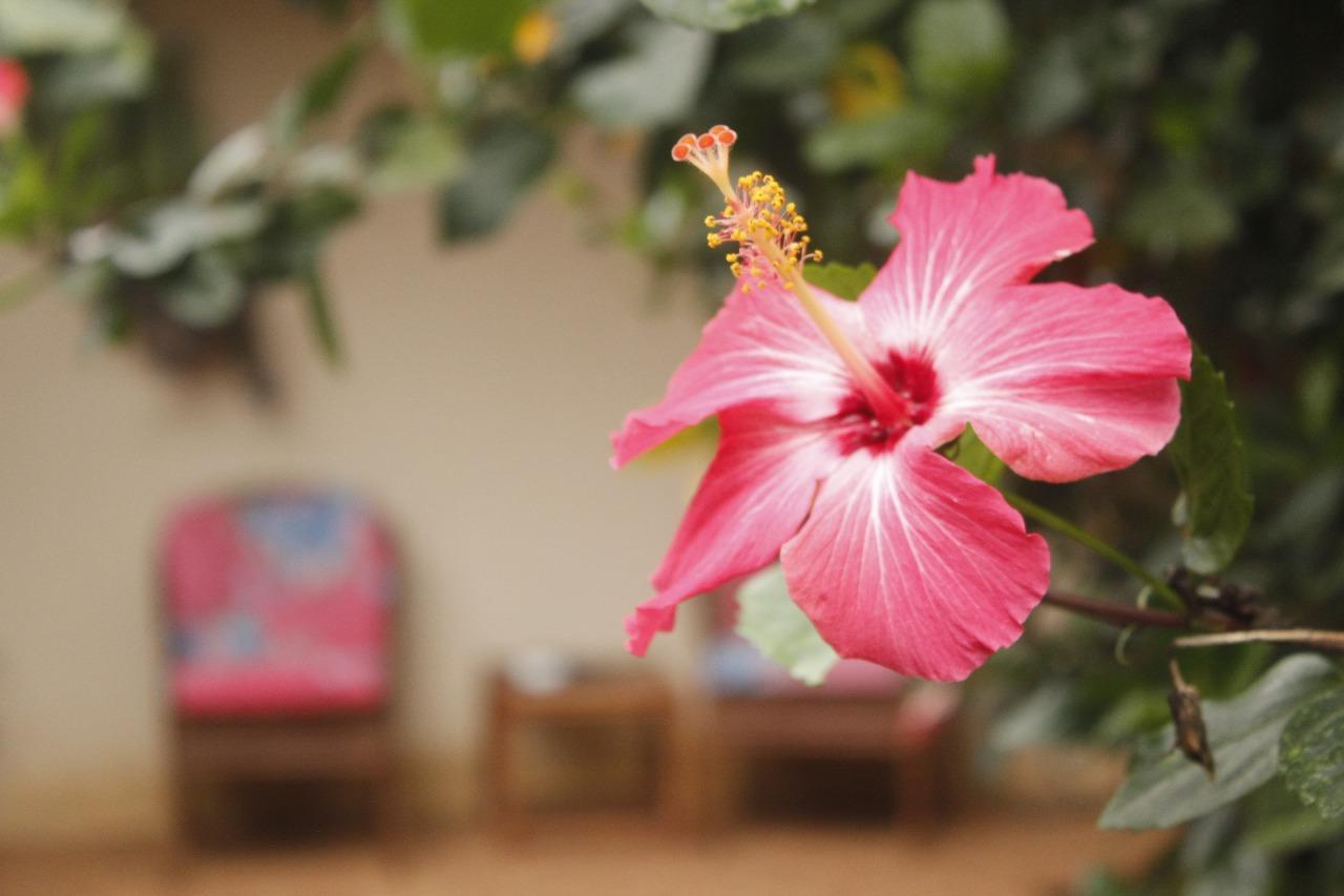 Bed and Breakfast Vida Tropical Alajuela Exteriér fotografie